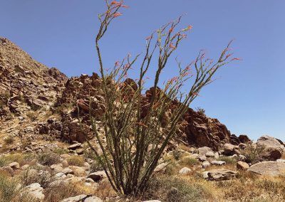california on the road itinerario_Anza Borrego desert