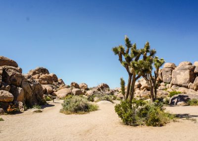 california on the road itinerario_Joshua Tree National Park