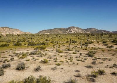 california on the road itinerario_Joshua Tree National Park