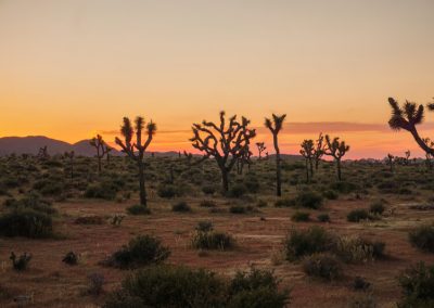 california on the road itinerario_Joshua Tree National Park al tramonto