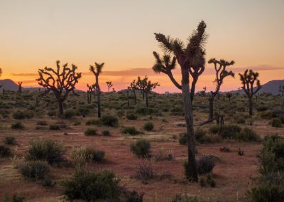 california on the road itinerario_Joshua Tree National Park al tramonto