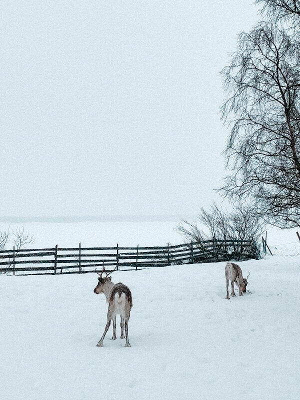 Viaggi di gruppo in Lapponia svedese_Abisko National Park