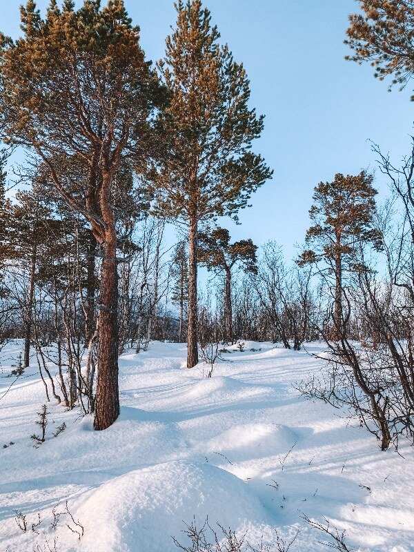 Viaggi di gruppo in Lapponia svedese_Abisko National Park