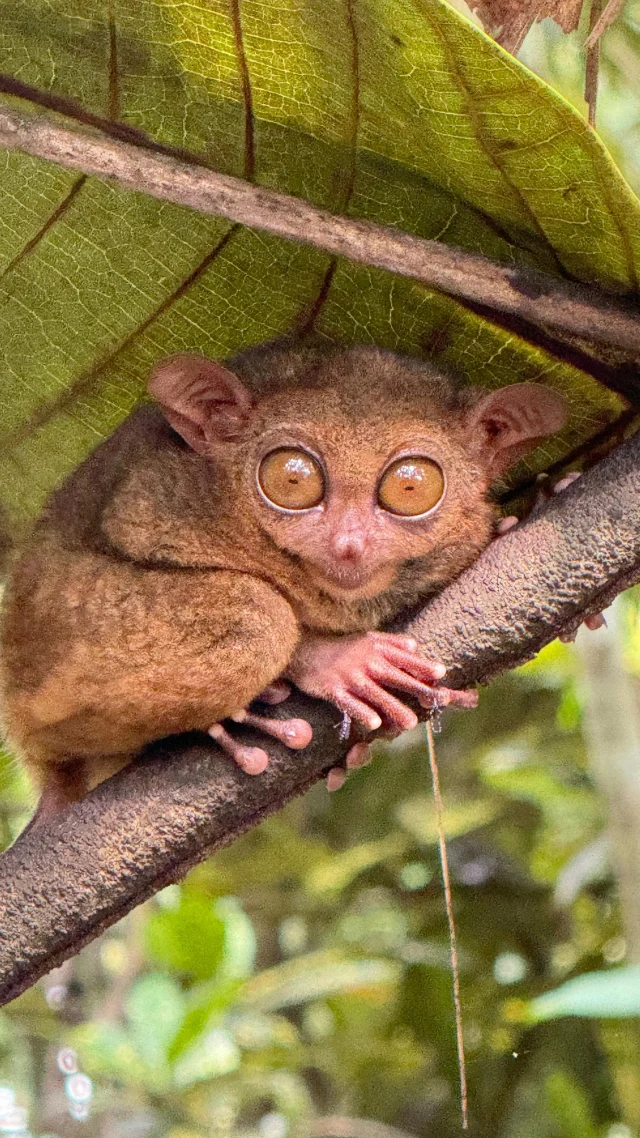 Il tarsio filippino, 10 cm di dolcezza🥹

#tarsier #tarsio #bohol